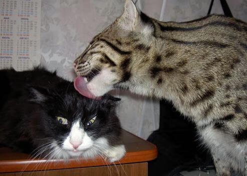 努涅斯狂想曲，摩纳哥压哨绝杀曼城，谱写足球最不可预测的诗篇