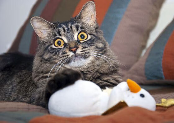 全能战士导演绝境逆转！乌克兰火力压制加拿大，马丁内利关键两射一传