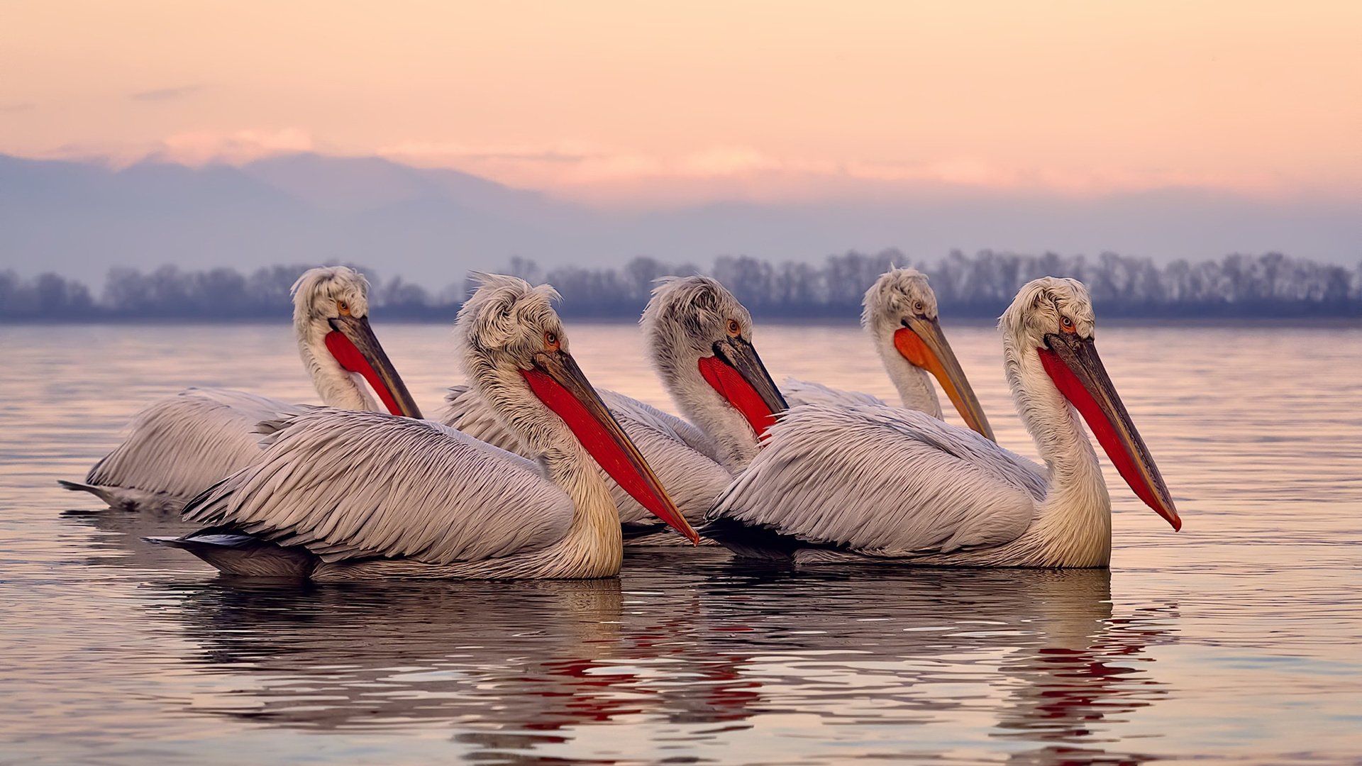 约基奇完美掌控，开拓者险胜森林狼，背后是这堂无法复制的教学课