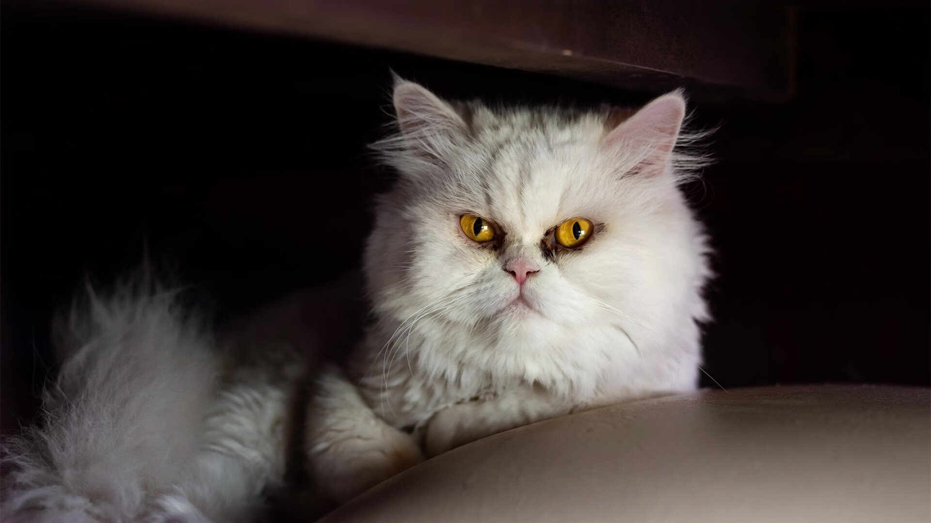 世界杯与NBA的奇妙交会,一场跨越代际的体育之夜