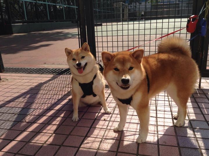 一座门将的高墙，与一支球队的盾牌，当库尔图瓦的爆发遇见爱尔兰的终结