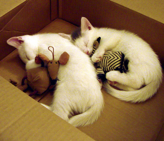 跨洋碰撞，当吉林虎啸遇见大苹果城，谁将见证东方克星米切尔的唯一性杀戮？