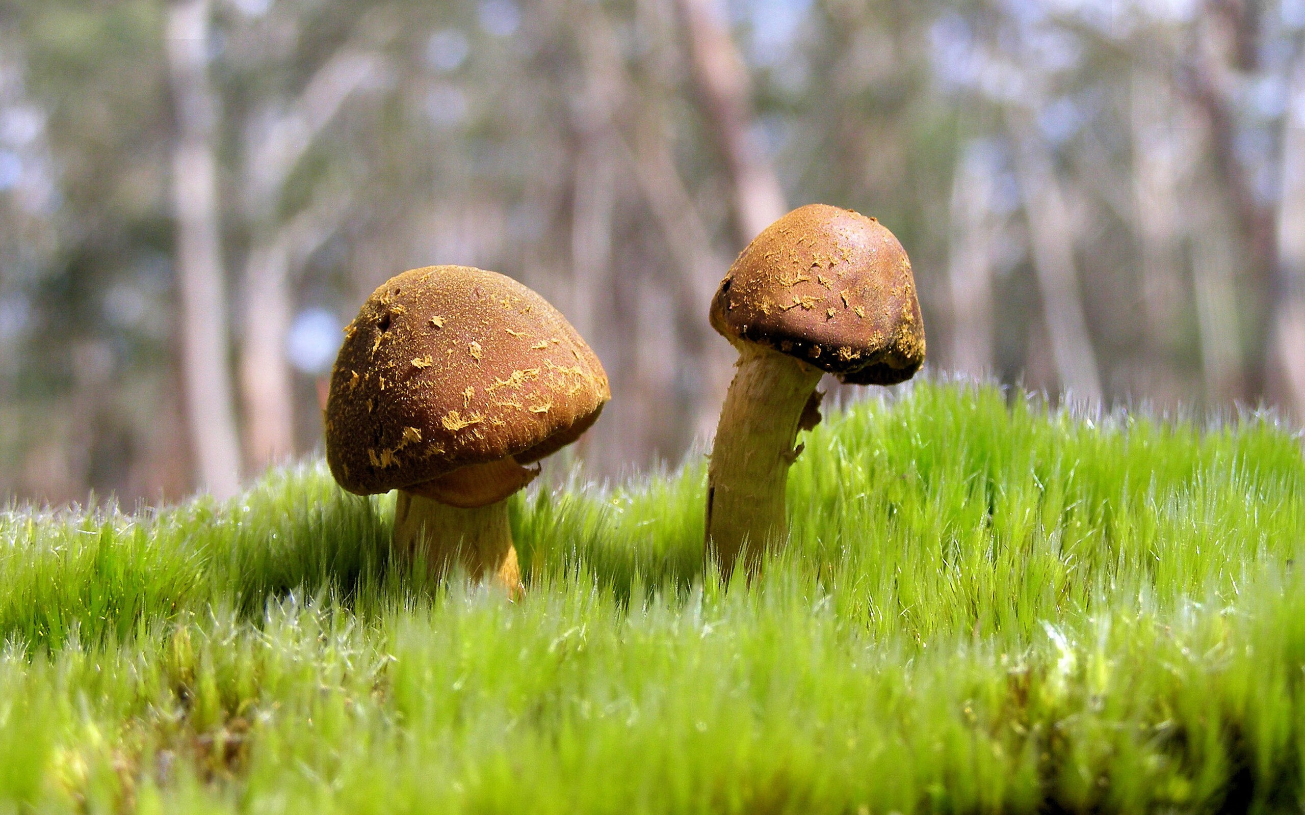 王者烙印，巴斯托尼钢铁防线引领巴西艺术风暴，3-0完胜土耳其