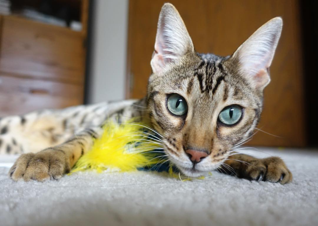 王者烙印，巴斯托尼钢铁防线引领巴西艺术风暴，3-0完胜土耳其