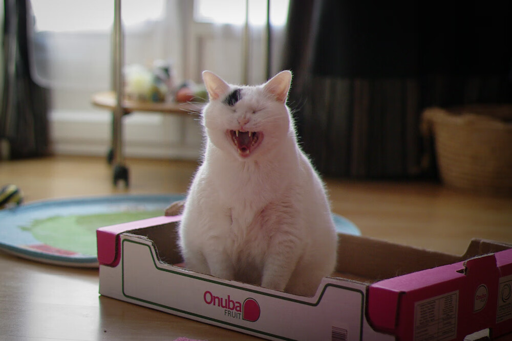 暗夜点灯人,库里缺席之夜,马克西用54分照亮尼克斯的未来