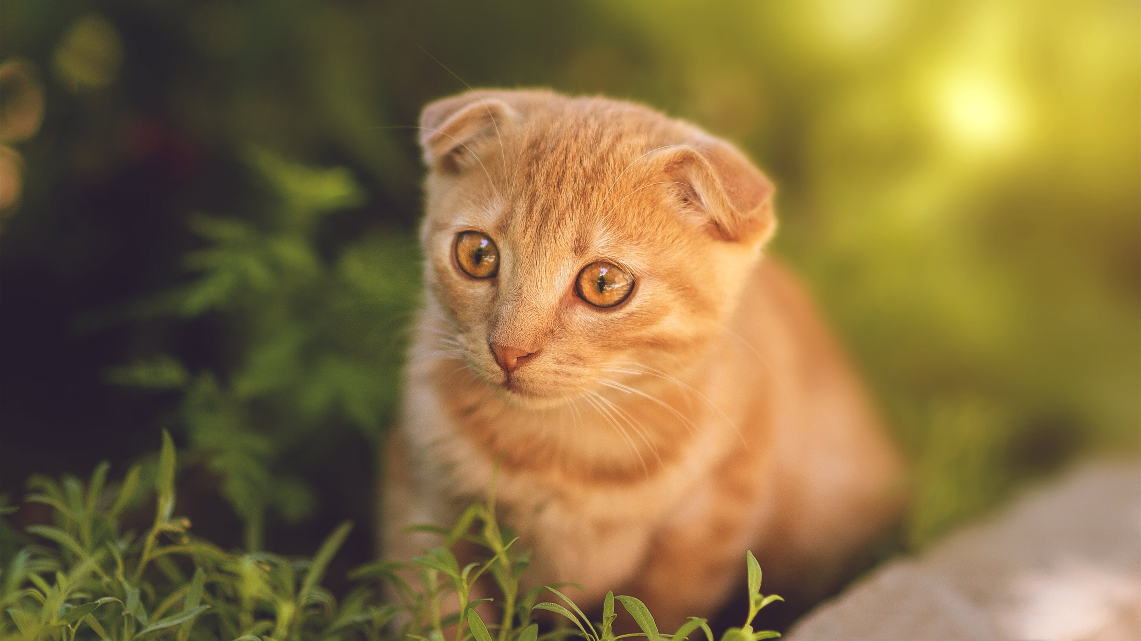 新星璀璨与王朝反击,拉梅洛刷新纪录的背后,勇士用团队风暴压制太阳