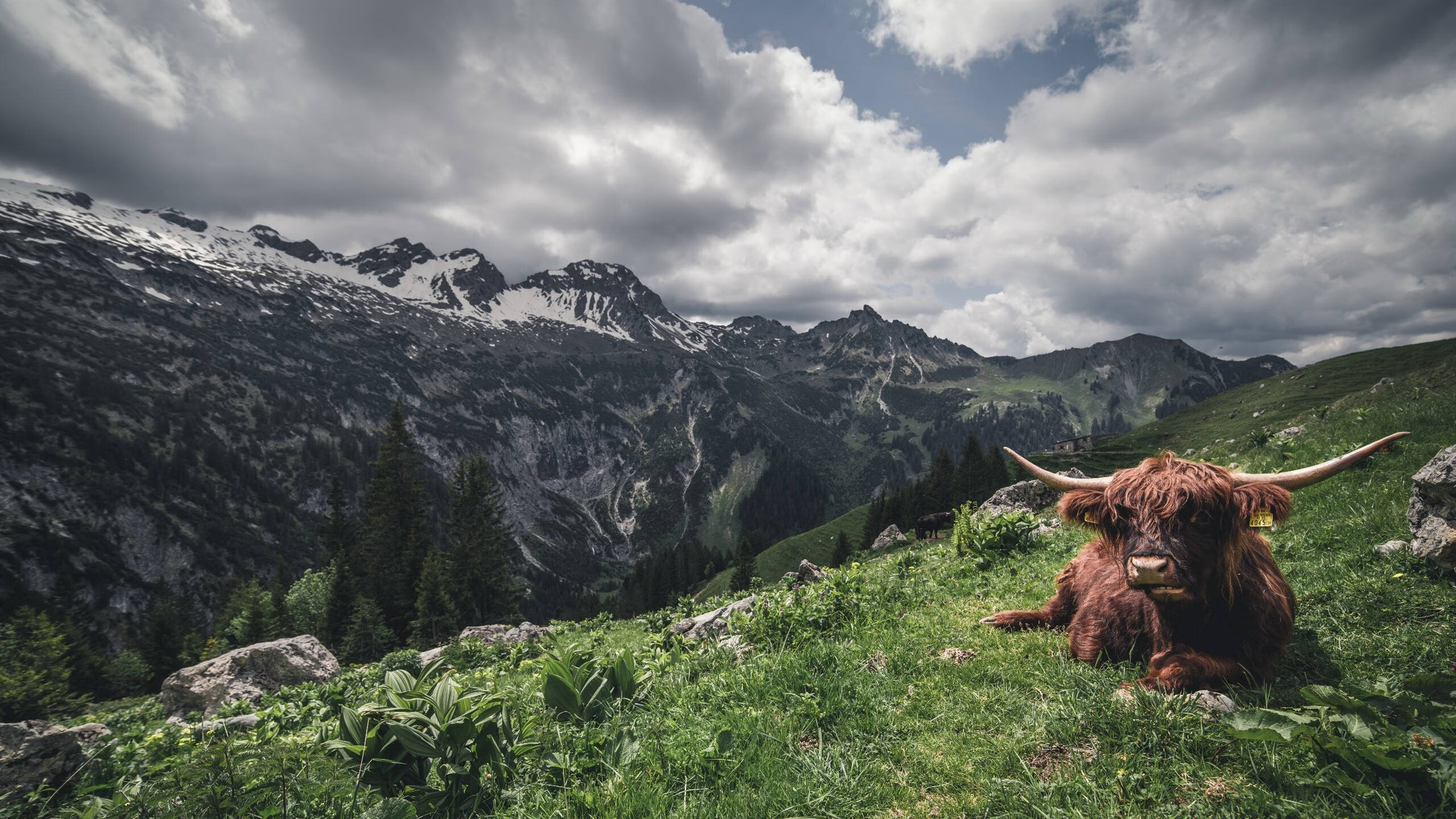 神话再临,当爱尔兰绿荫席卷都灵,C罗于世界之巅接管比赛