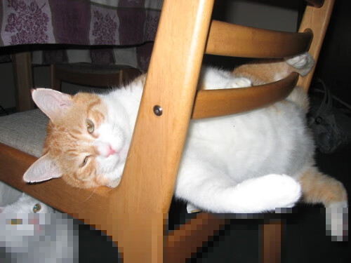 范戴克,一面坚盾,照见AC米兰击溃威尔士足球的灵魂密码