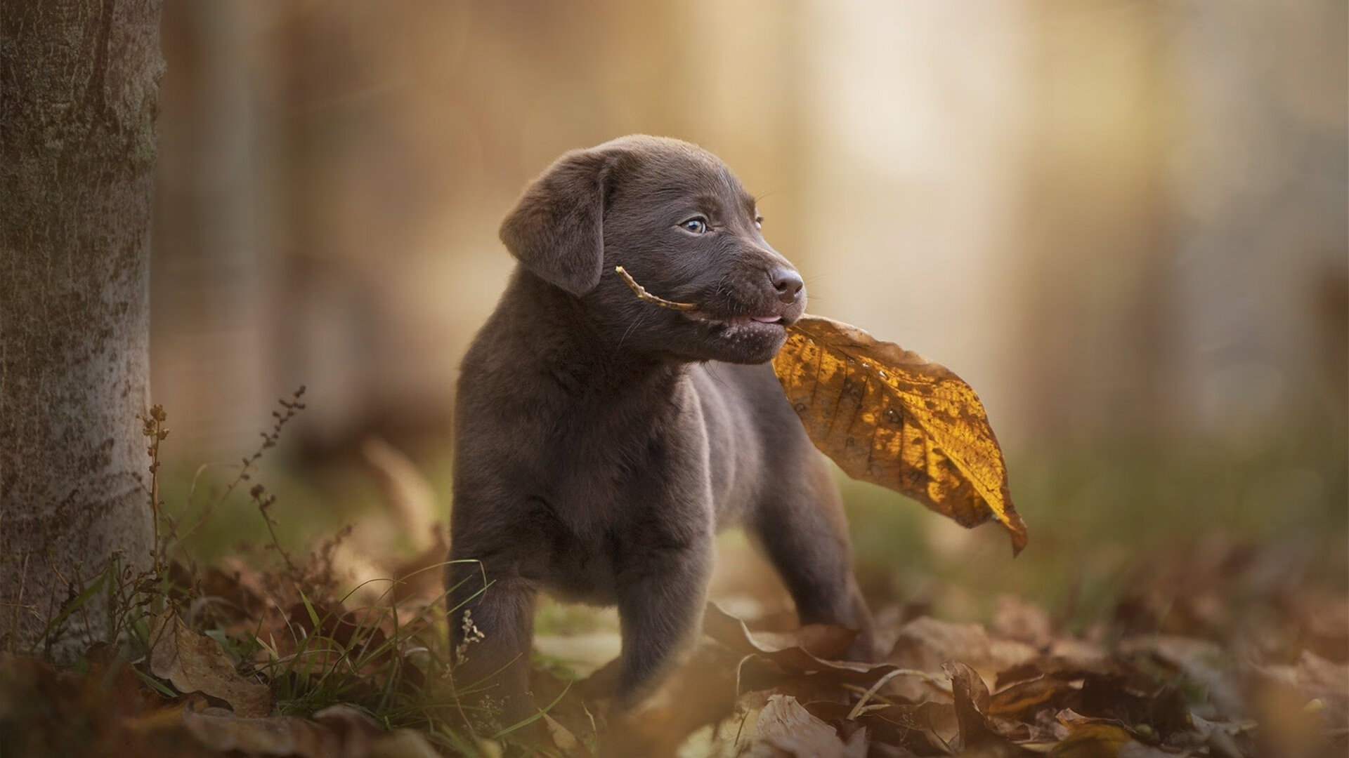 唯一性，当弗拉霍维奇在欧冠半决赛的刀锋上起舞—记亚特兰大如何以非典型方式终结多特蒙德