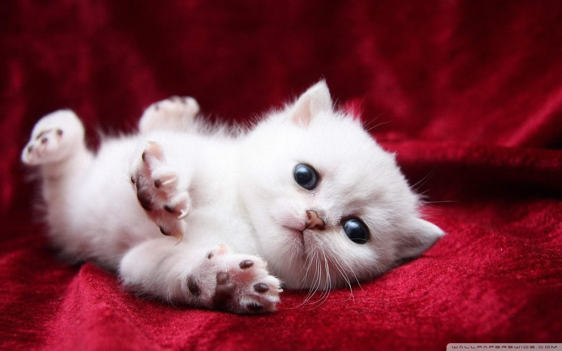 篮球双星夜,雄鹿力克黄蜂,杜兰特在世界排名争夺战中接管比赛