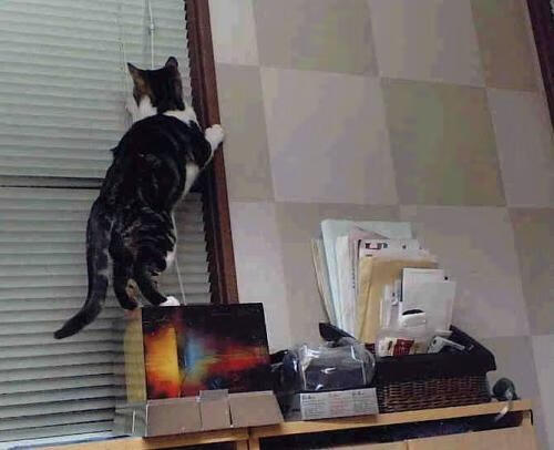 当太阳陨落,猛龙抬头,约基奇在不可能的对决中定义唯一