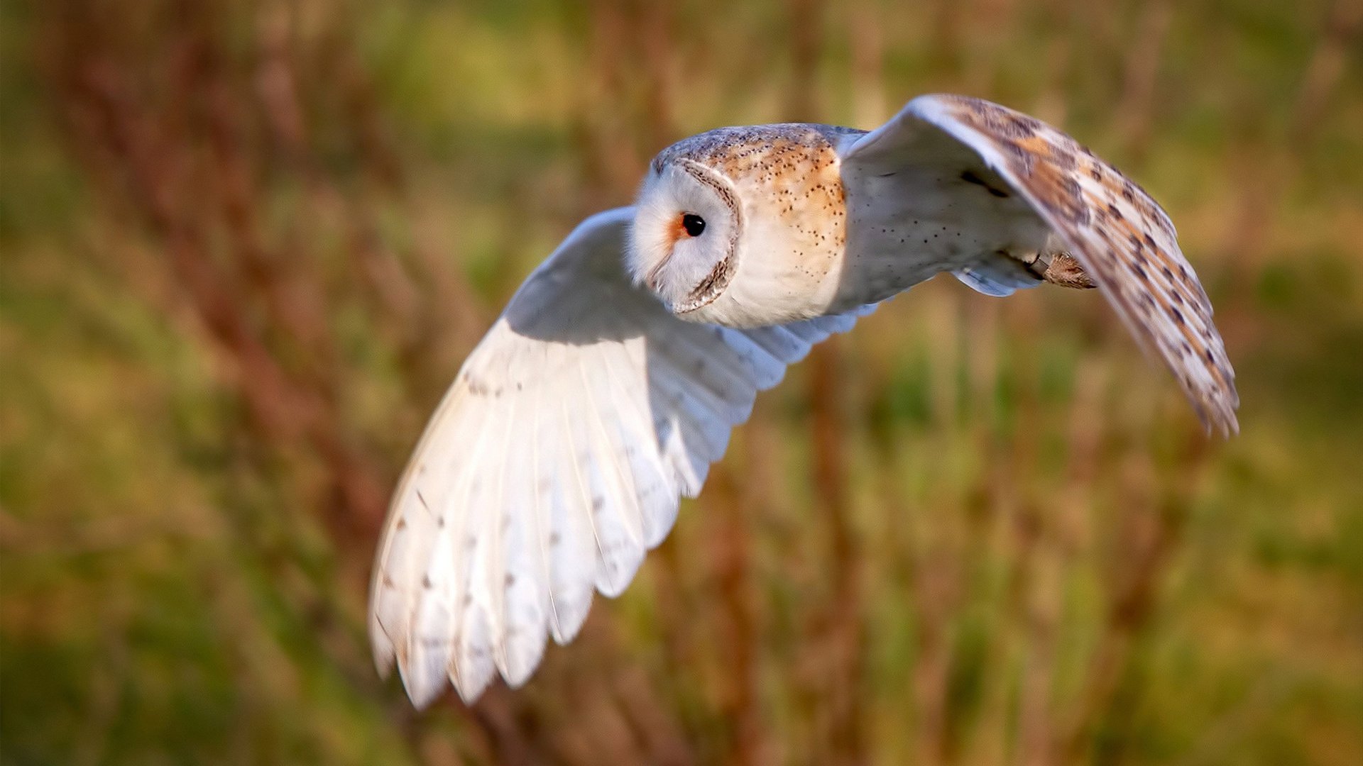 体育的唯一性,洪都拉斯冷艳一击与布雷默的绝对统治