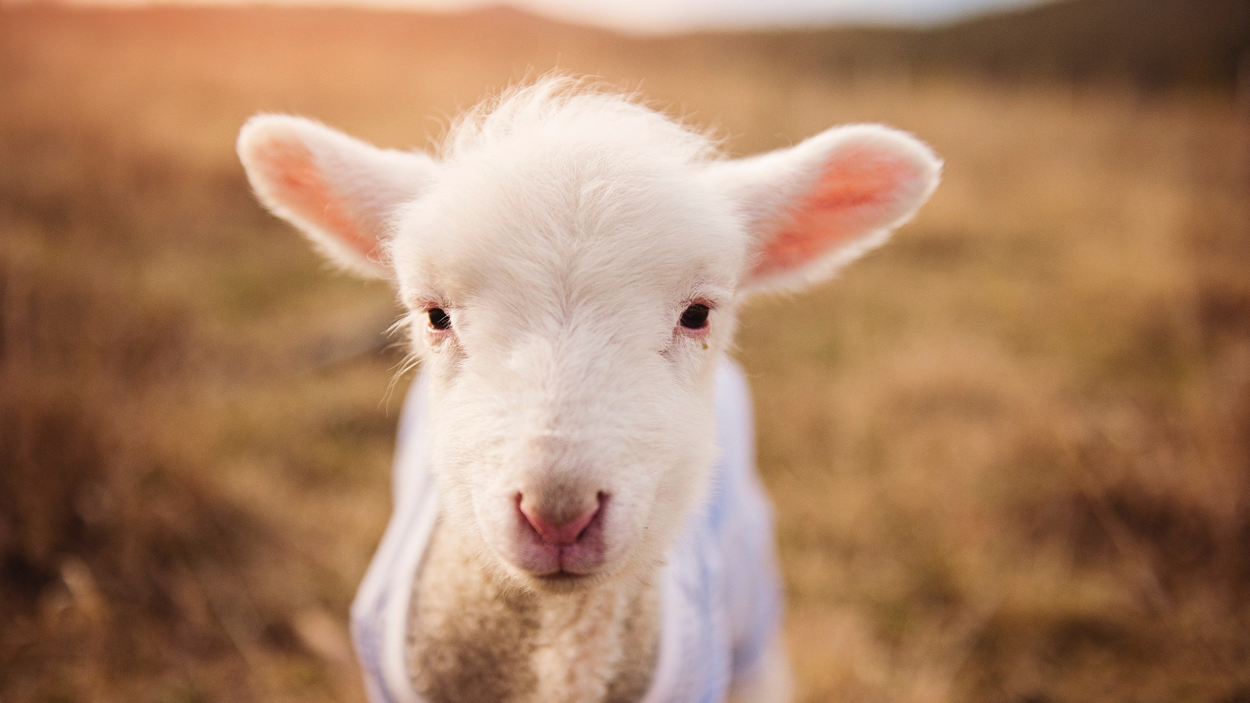 爆发的艺术,从伊蒂哈德到伯纳乌,那些改写命运的单骑之夜