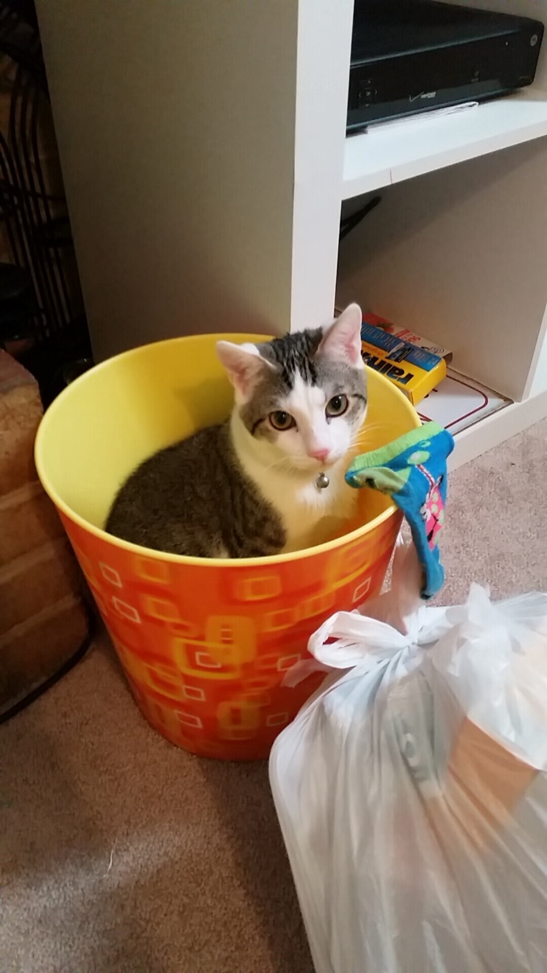 冰与火的对决，当灰熊铁壁遇上布伦森的关键球基因